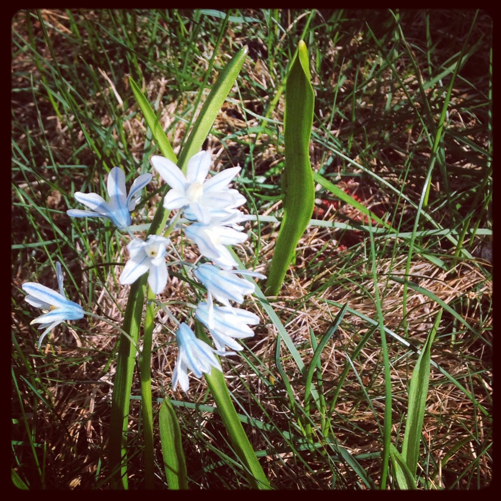 spring flowers