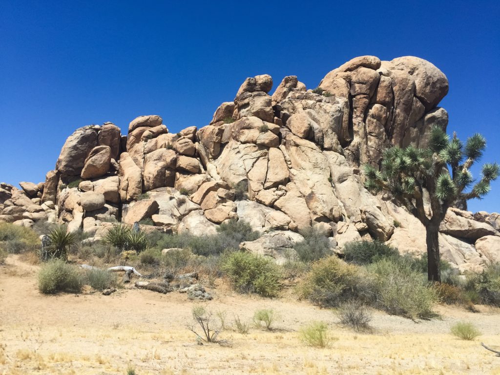 a real Joshua Tree