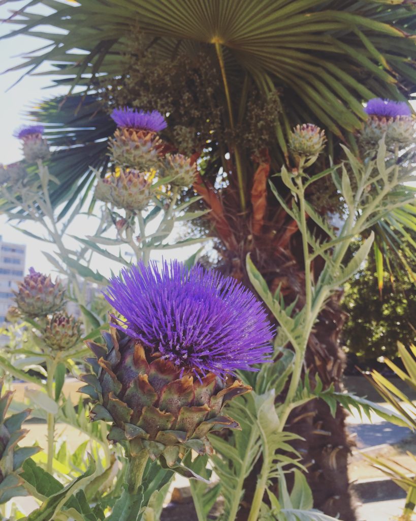 thistles and palm trees