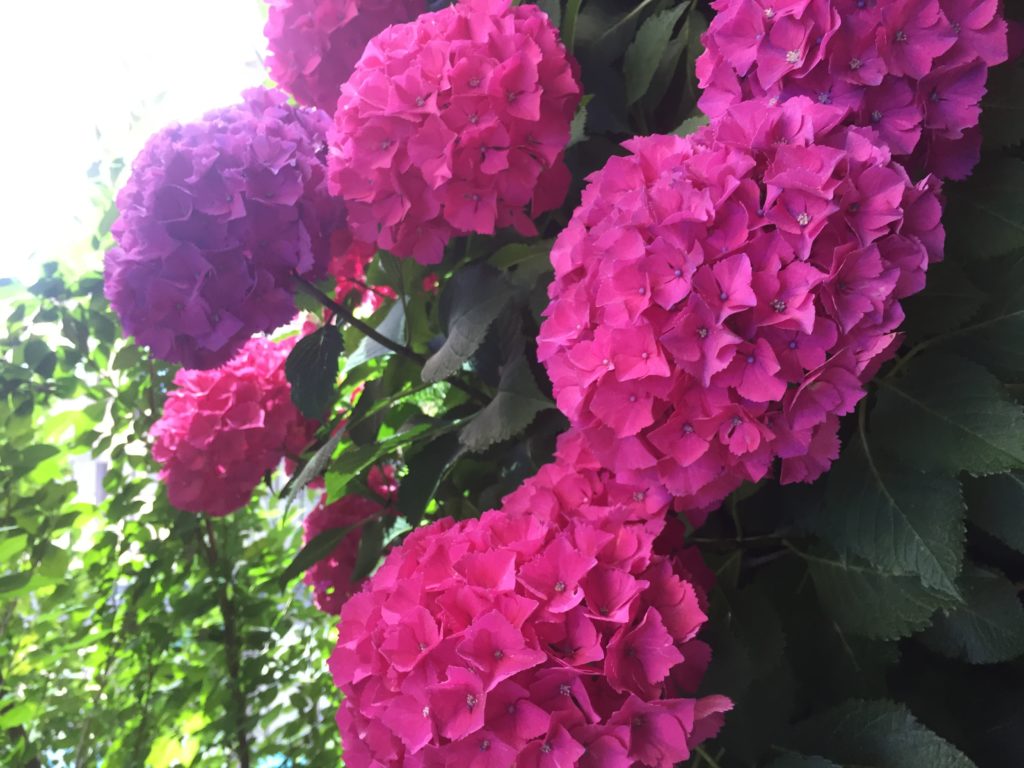 hydrangeas on the hotel patio