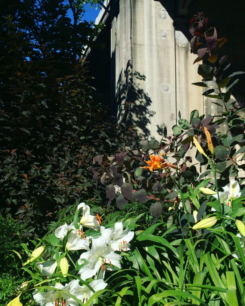 community garden under a bridge